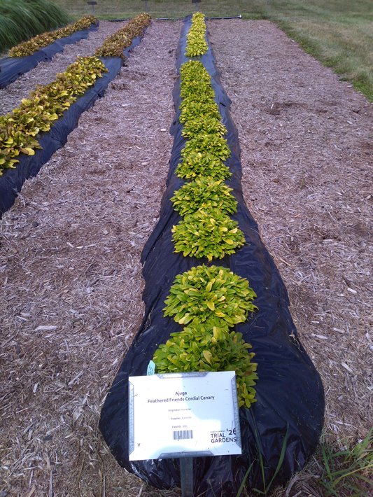 Ajuga Feathered Friends Cordial Canary