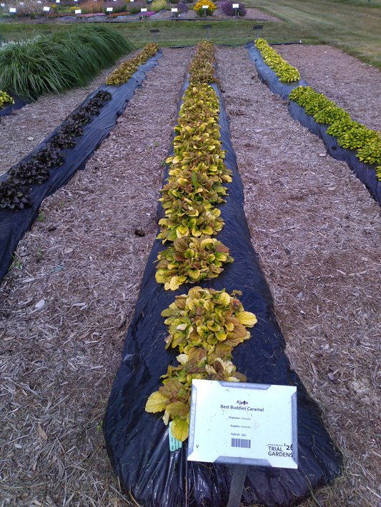Ajuga Best Buddies Caramel