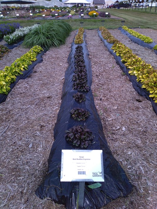 Ajuga Best Buddies Expresso