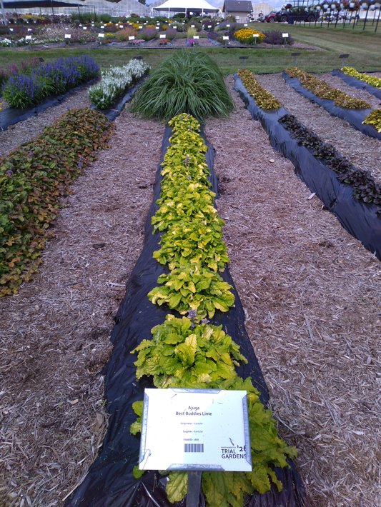 Ajuga Best Buddies Lime