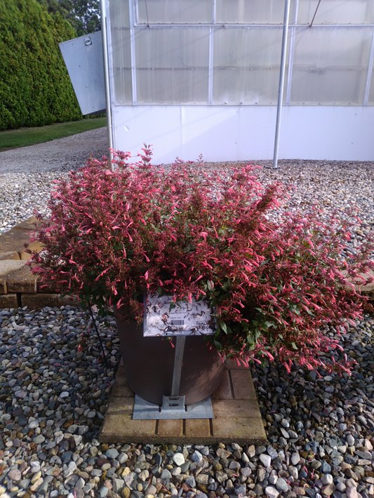 Agastache Summerlong Coral