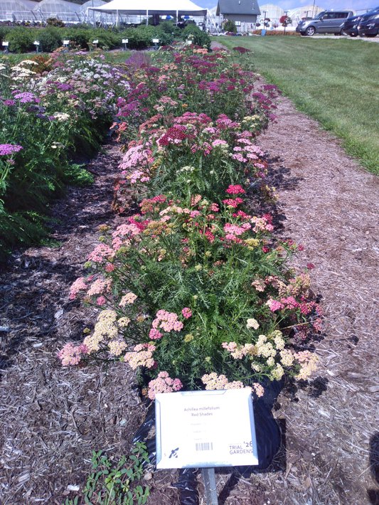 Achillea millefolium Red Shades