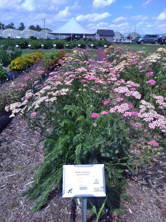 Achillea millefolium Summer Pastels