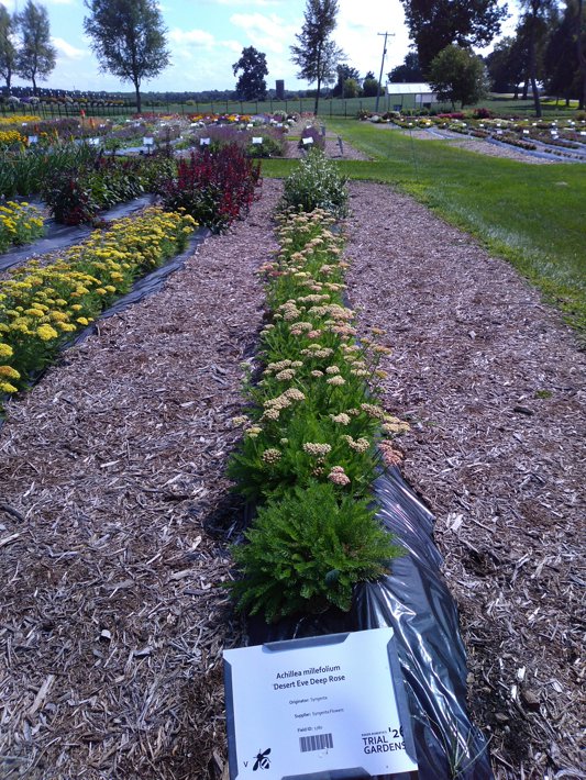 Achillea millefolium Desert Eve Deep Rose