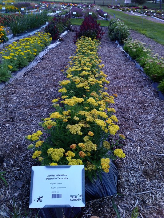 Achillea millefolium Desert Eve Terracotta
