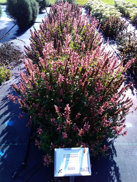 Agastache foeniculum FlutterFriendly Salmon