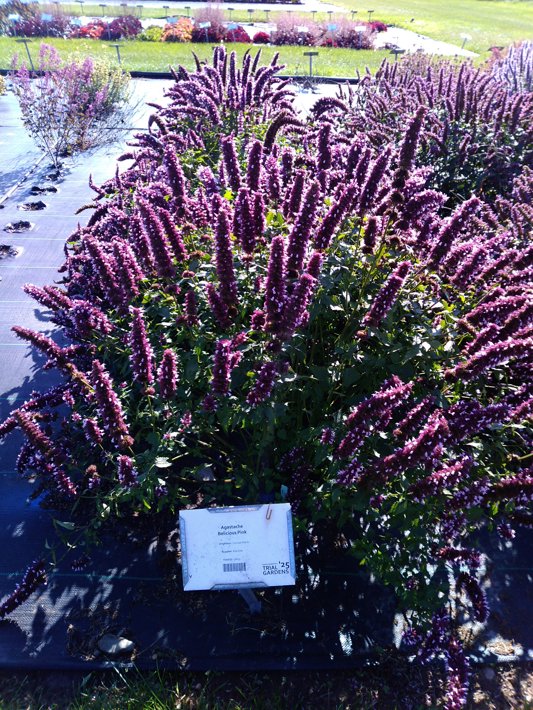 Agastache Belicious Pink