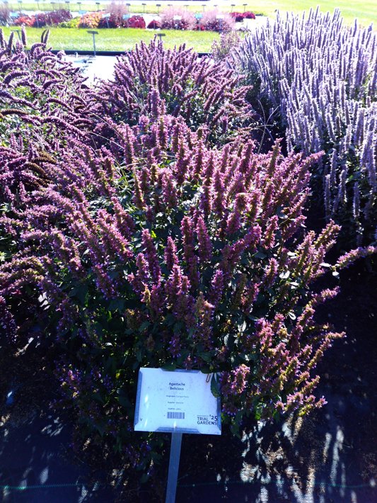 Agastache Belicious