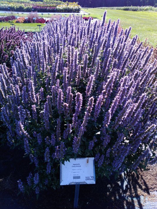 Agastache Crazy Fortune