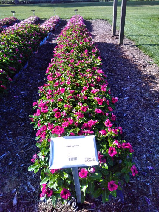 26OSI-01 Vinca