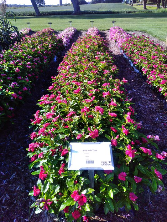26OSI-01 C1 Vinca