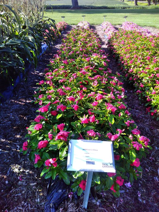 26OSI-01 C2 Vinca