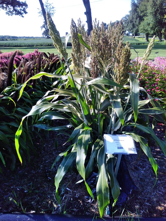 26OSI-02 Sorghum