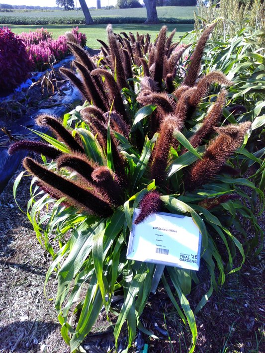 26OSI-02 C1 Millet