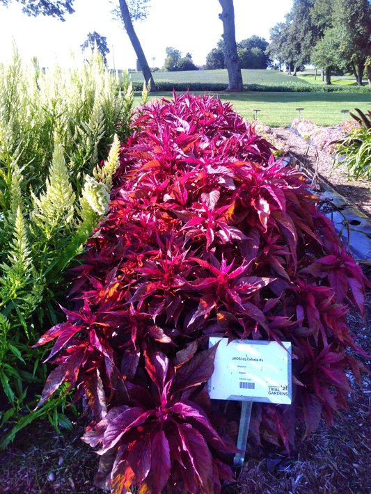 26OSI-03 Celosia #1