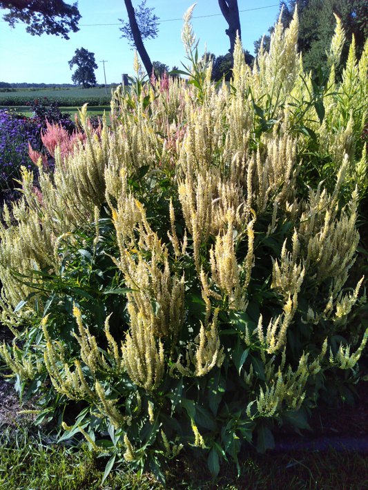 26OSI-03 C2 Celosia
