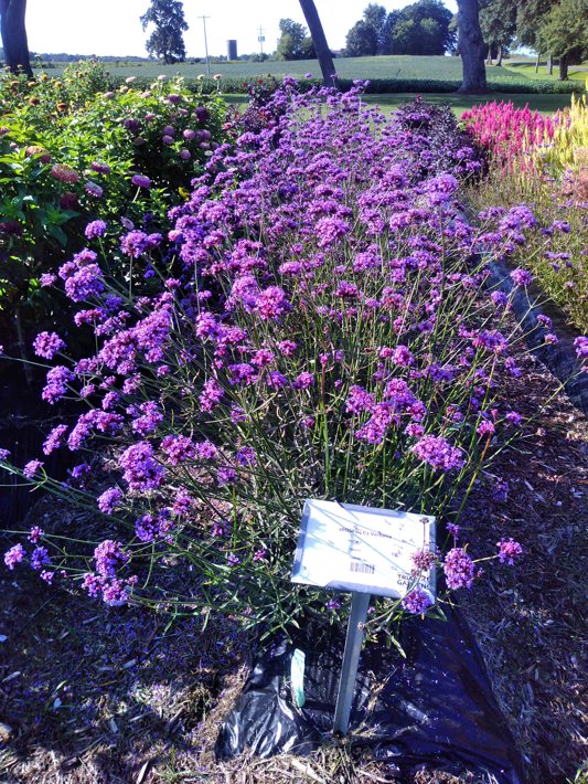26OSI-04 C1 Verbena