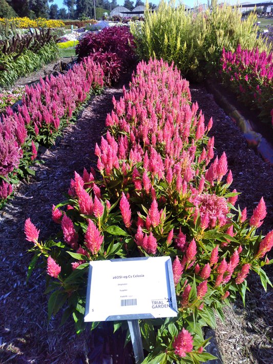 26OSI-09 C1 Celosia