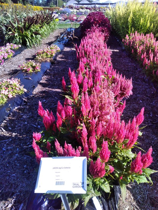 26OSI-09 C2 Celosia