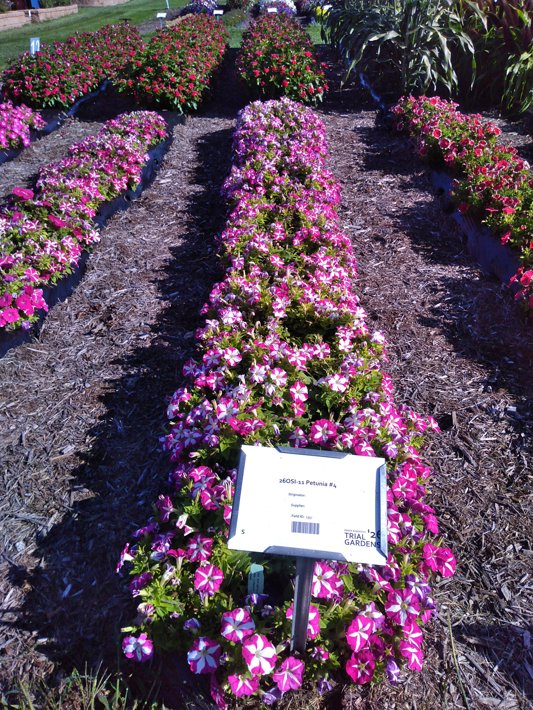 26OSI-11 Petunia #4