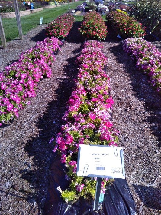26OSI-11 C1 Petunia