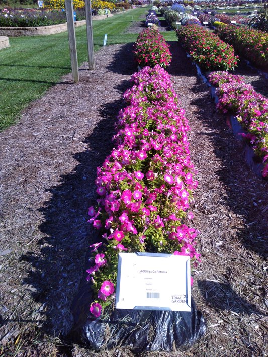 26OSI-11 C2 Petunia