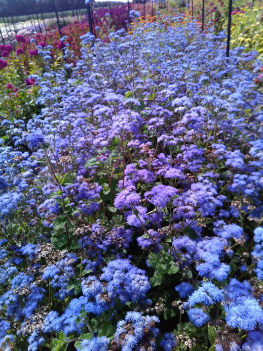 Ageratum Horizon Blue