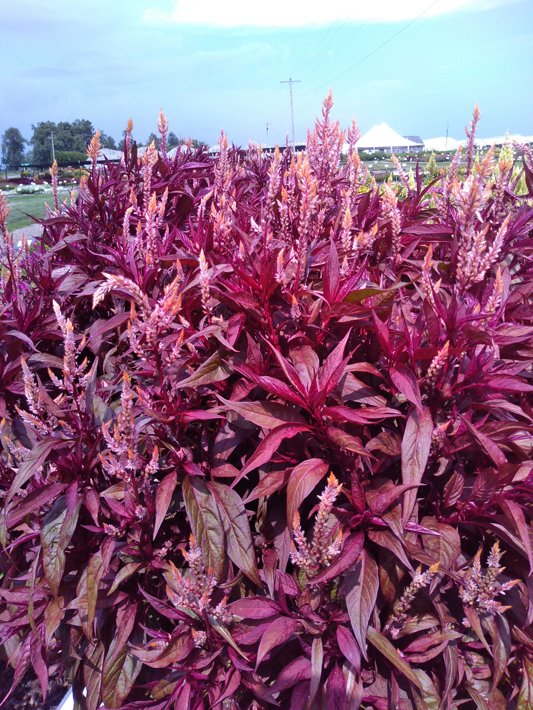 26OSC-53 Celosia #1