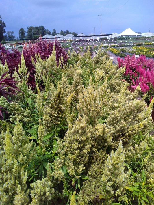 26OSC-53 C Celosia