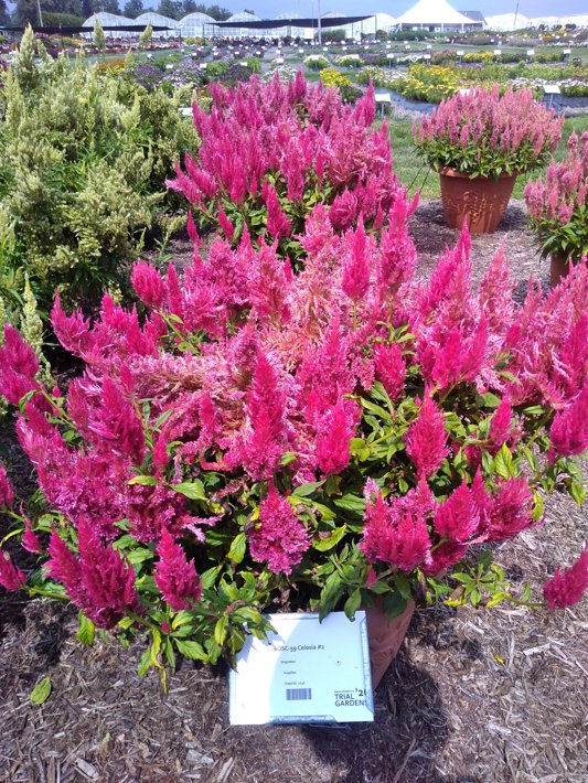 26OSC-59 Celosia #2