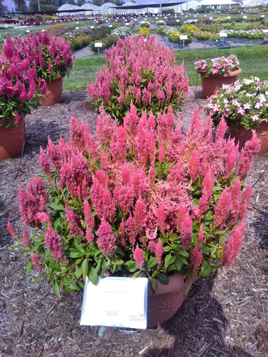 26OSC-59 C Celosia