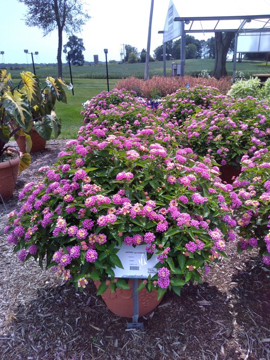 26ONSC-53 Lantana