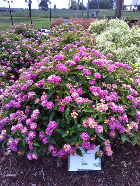 26ONSC-53 C Lantana