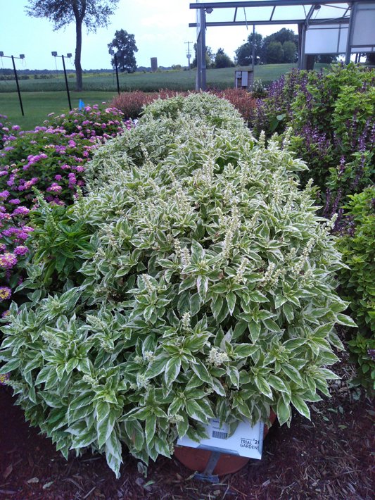 26EDC-52 Basil