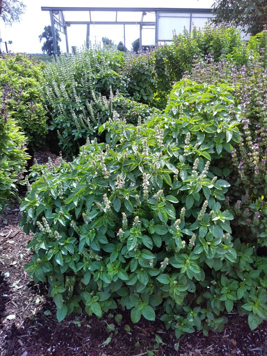 26EDC-53 Basil