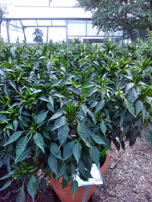 26EDC-54 Pepper Clustering Hot