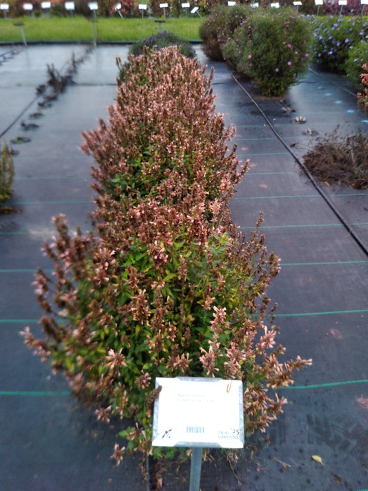 Agastache foeniculum FlutterFriendly Orange