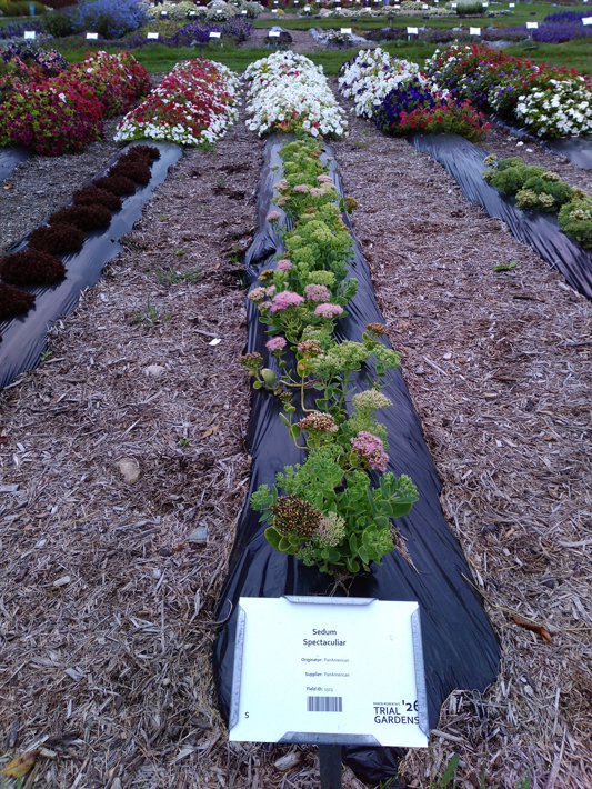 Sedum  Spectaculiar