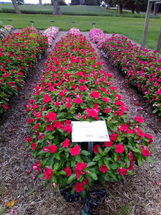 26OSI-01 C1 Vinca