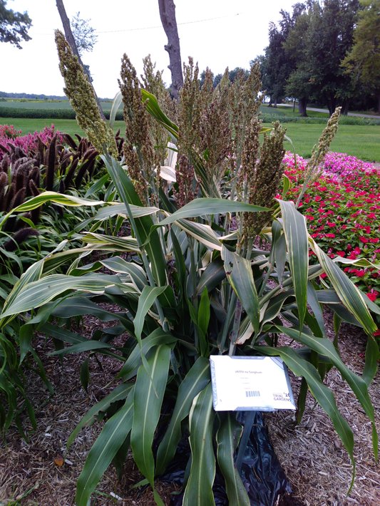 26OSI-02 Sorghum