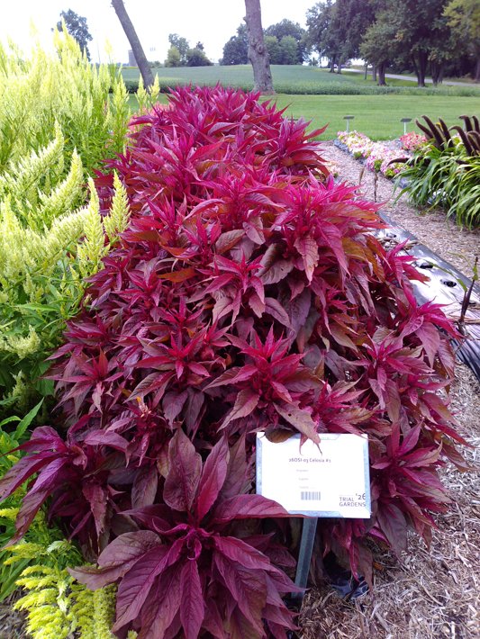 26OSI-03 Celosia #1