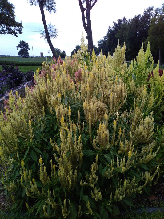 26OSI-03 C2 Celosia