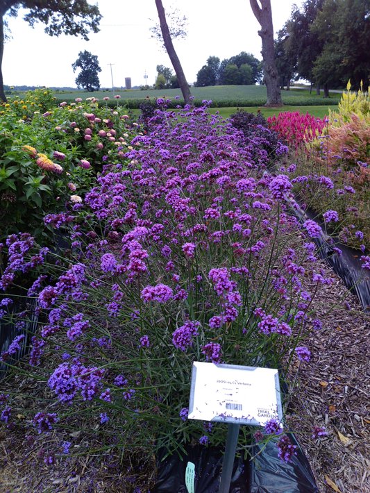 26OSI-04 C1 Verbena