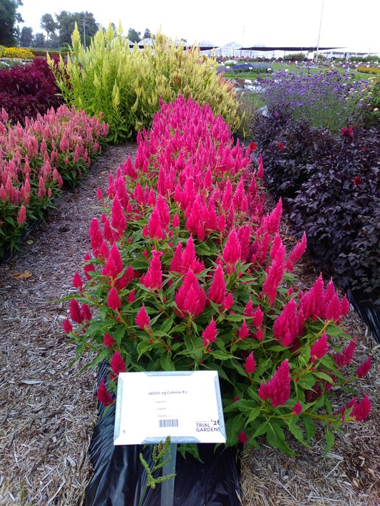 26OSI-09 Celosia #2