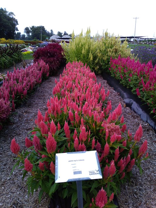 26OSI-09 C1 Celosia