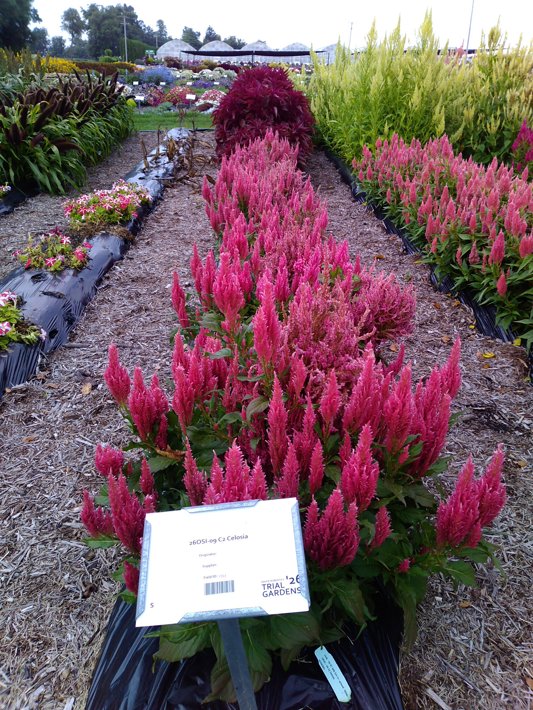 26OSI-09 C2 Celosia