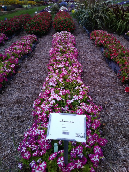 26OSI-11 Petunia #4