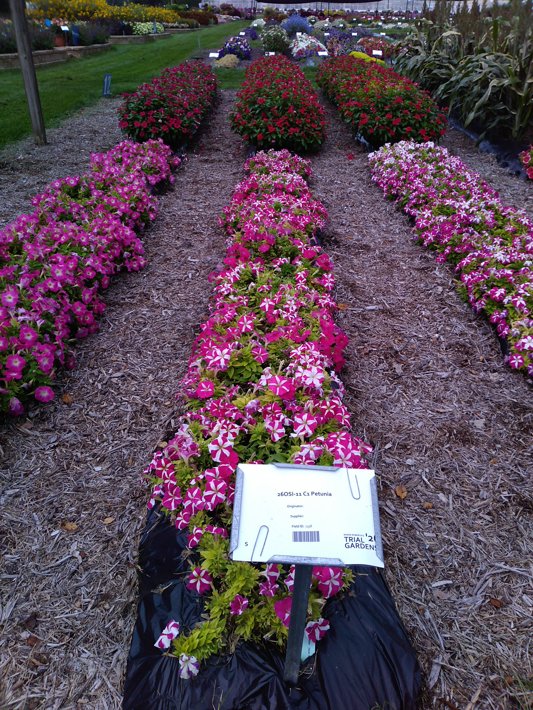 26OSI-11 C1 Petunia