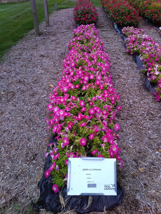 26OSI-11 C2 Petunia
