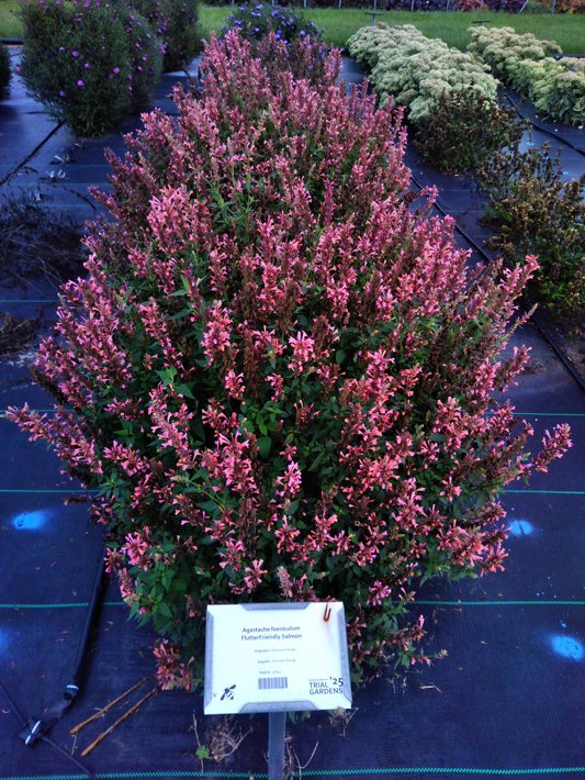 Agastache foeniculum FlutterFriendly Salmon